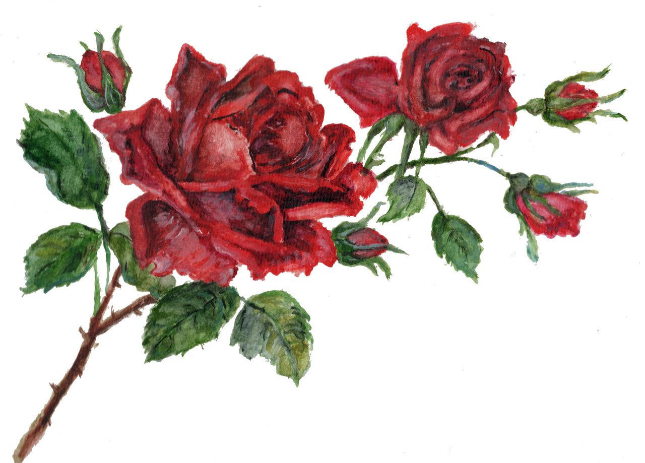 Rose
