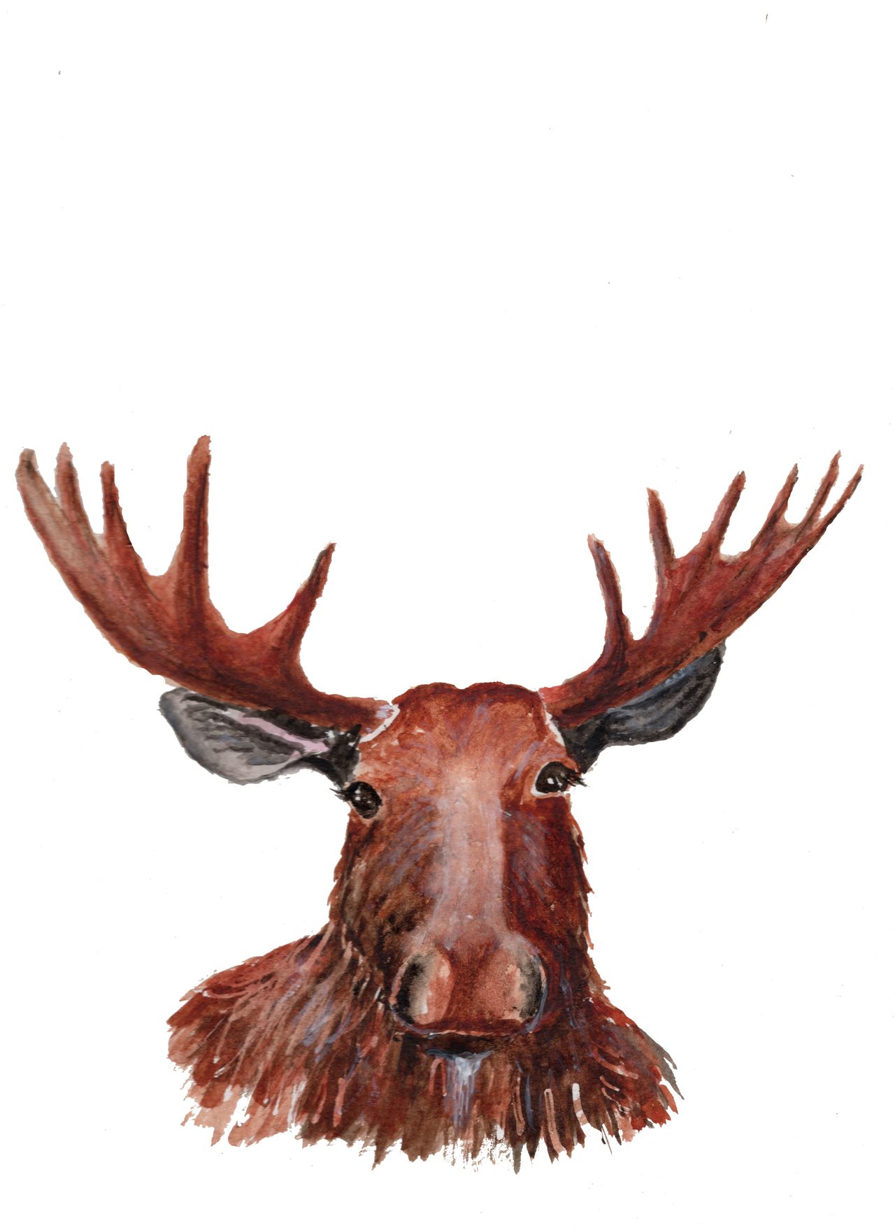 Birthday Moose