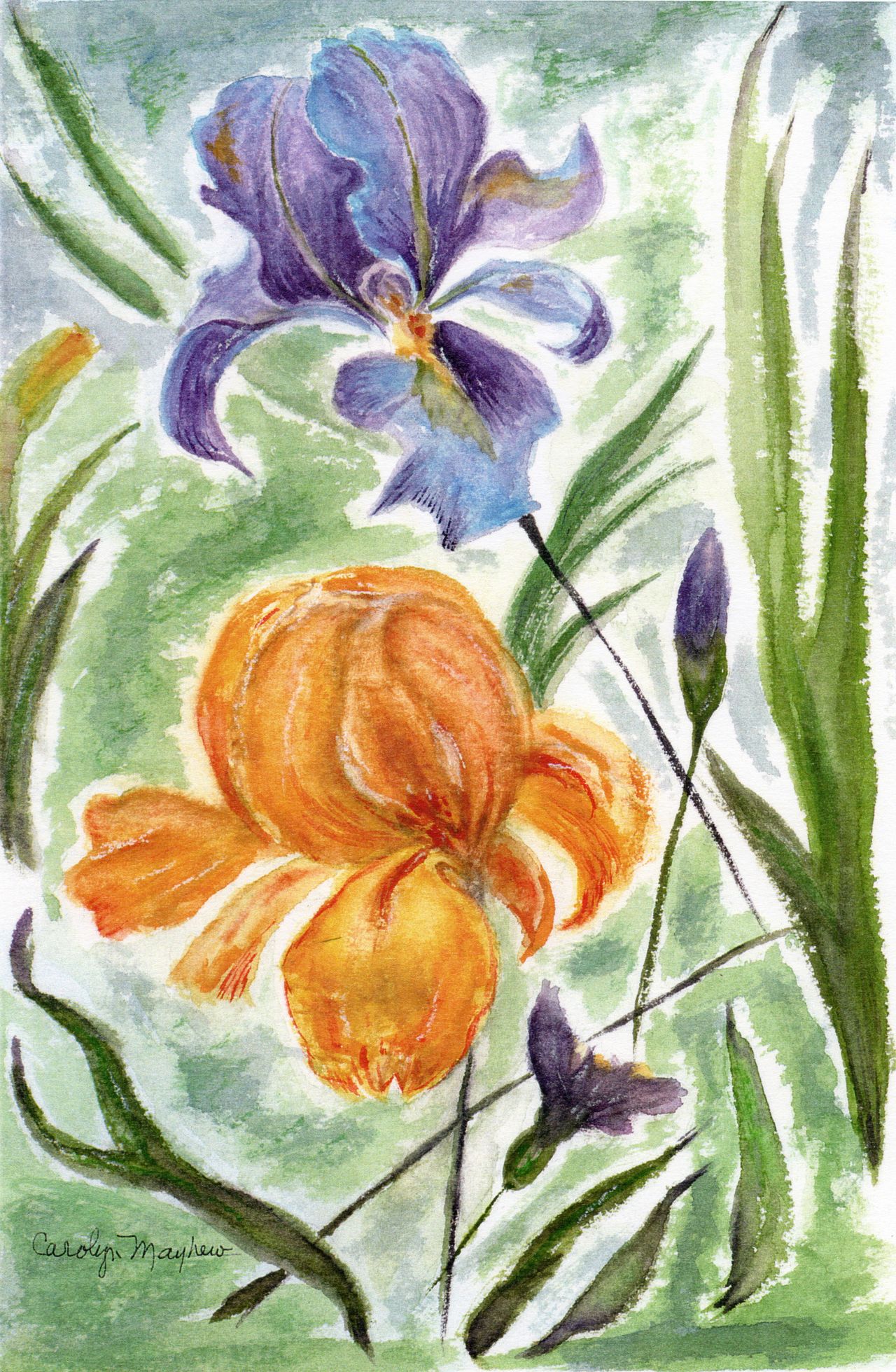 Iris