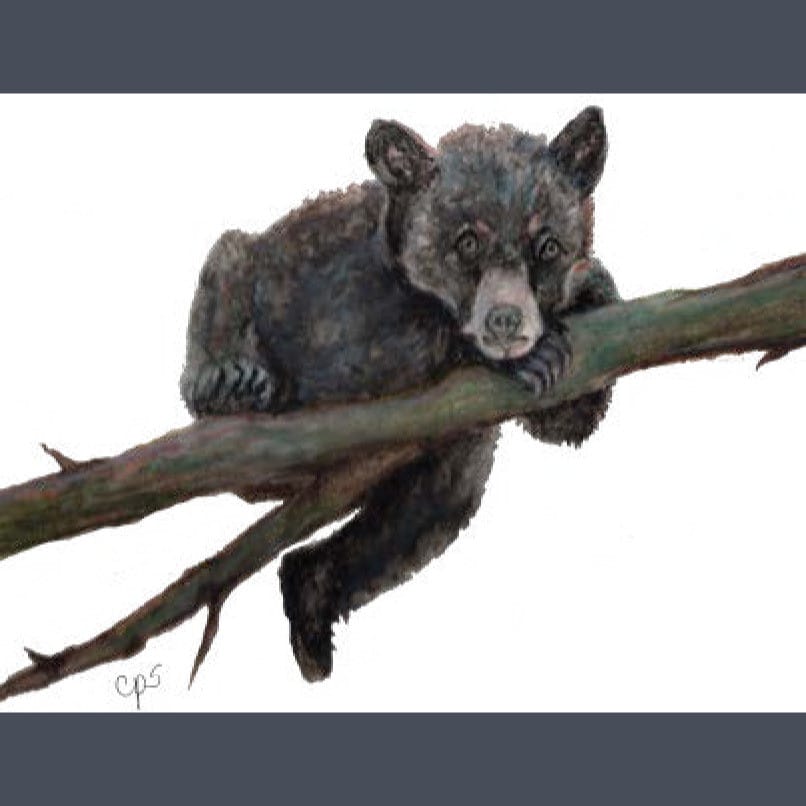 Baby Bear