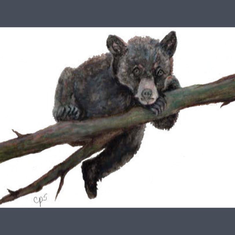 Baby Bear