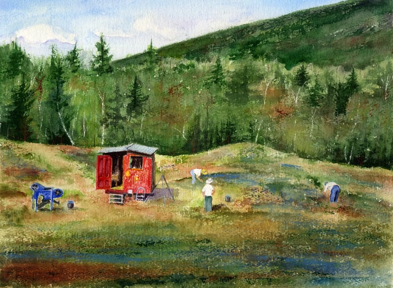 Watercolor of pickers in a blueberry field with a red shed