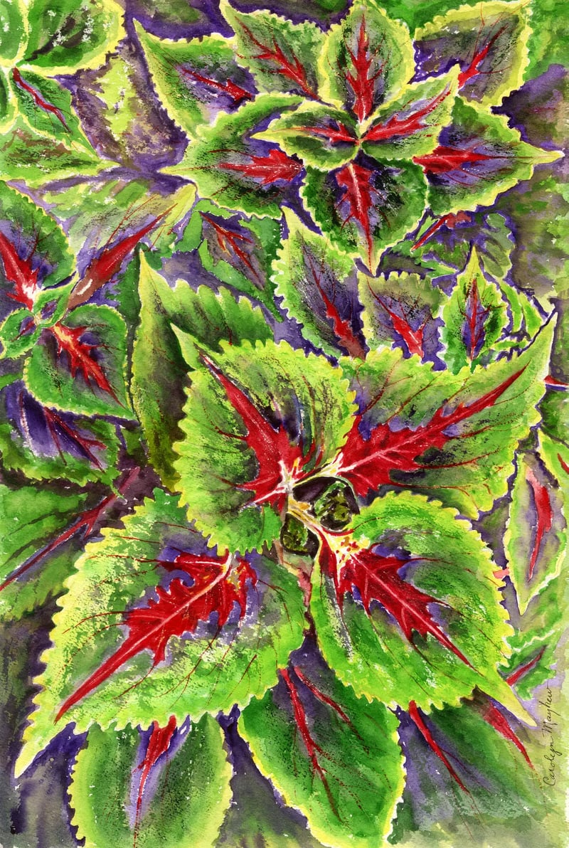 Watercolor of colorful coleus foliage