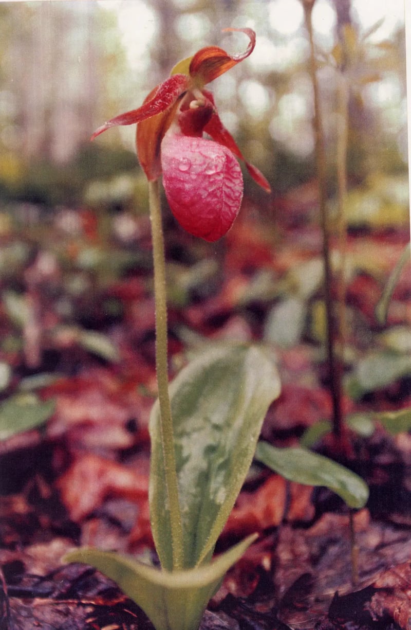 Watercolor of a pink lady's slipper orchid