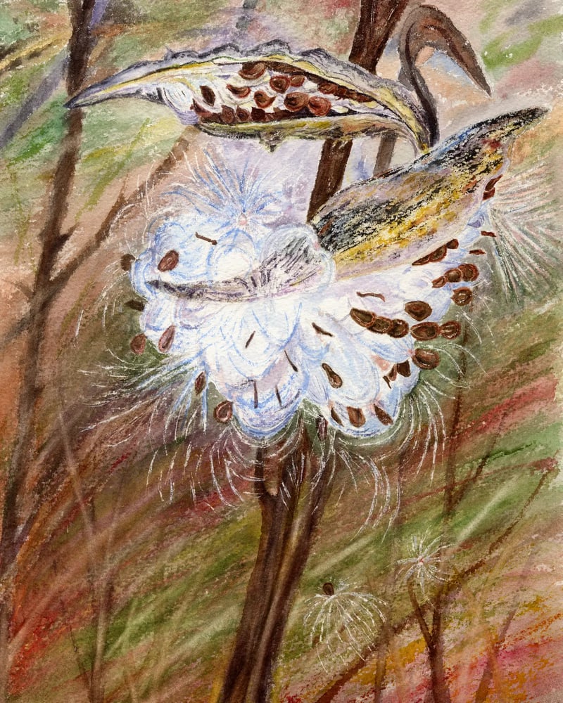 Watercolor painting of milkweed pods