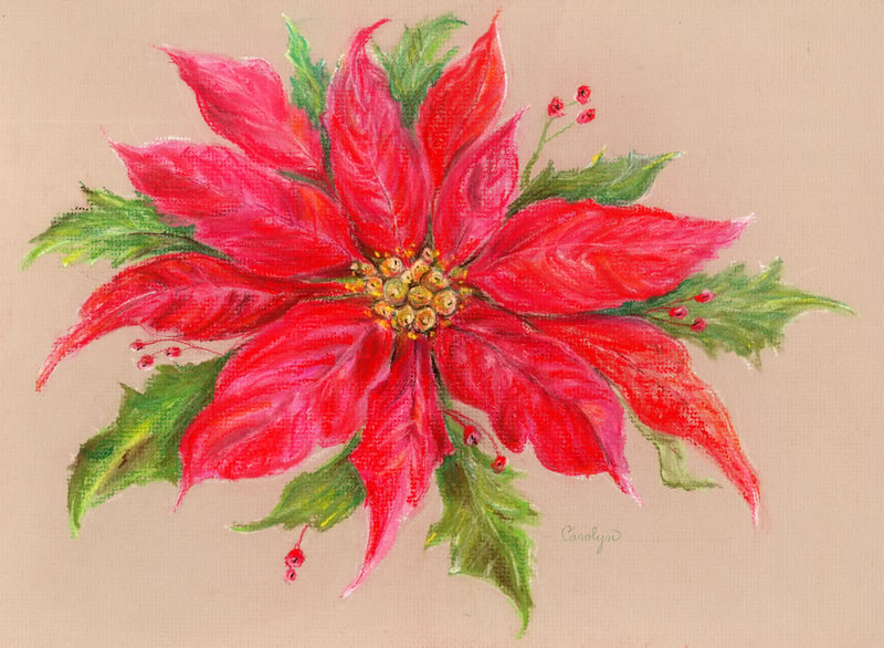 Watercolor of a red poinsettia with holly