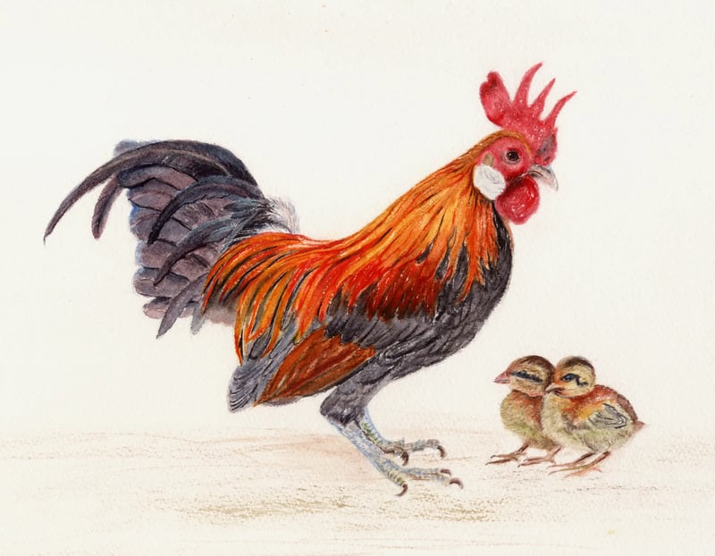 Watercolor of a rooster with two chicks