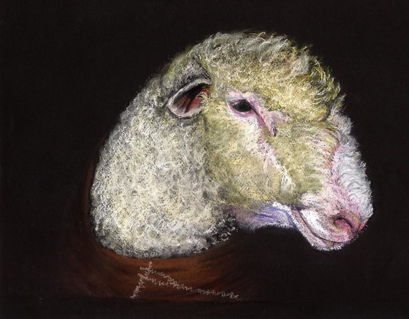 Watercolor portrait of a sheep's head in profile