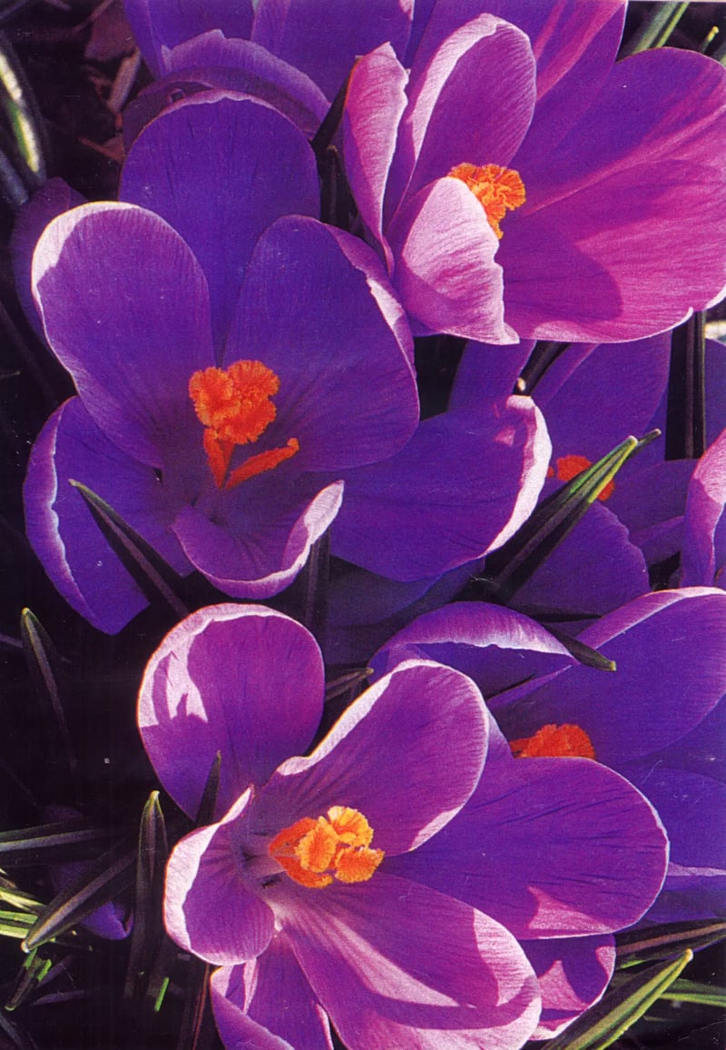 Watercolor painting of spring flowers